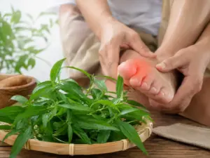 Daun sambiloto dan kaki dengan jempol kemerahan sebagai ilustrasi sambiloto untuk asam urat